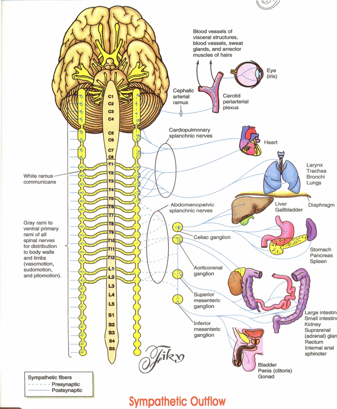 the effectors of the somatic nervous system are