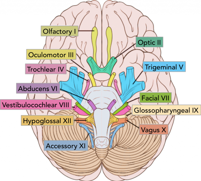 The location of the cranial nerves on the cerebrum and brainstem