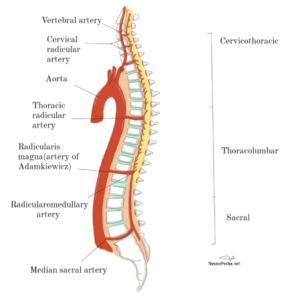 Origins of the vessels supplying the spinal cord from the aorta at various vertebral levels.