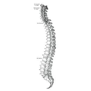 Normal spine curvatures