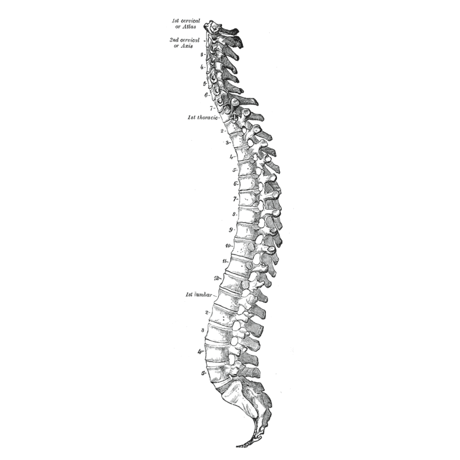 Spinal Biomechanics and Basics of Spinal Instrumentation - Neuropedia