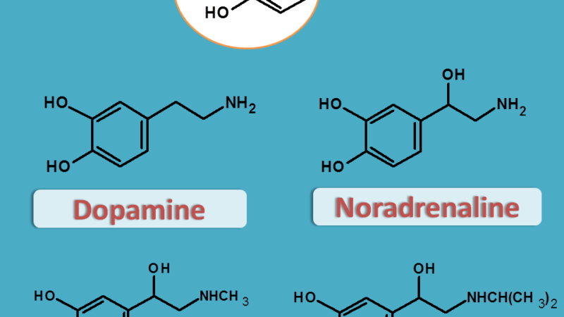 Adrenergic neurotransmitters