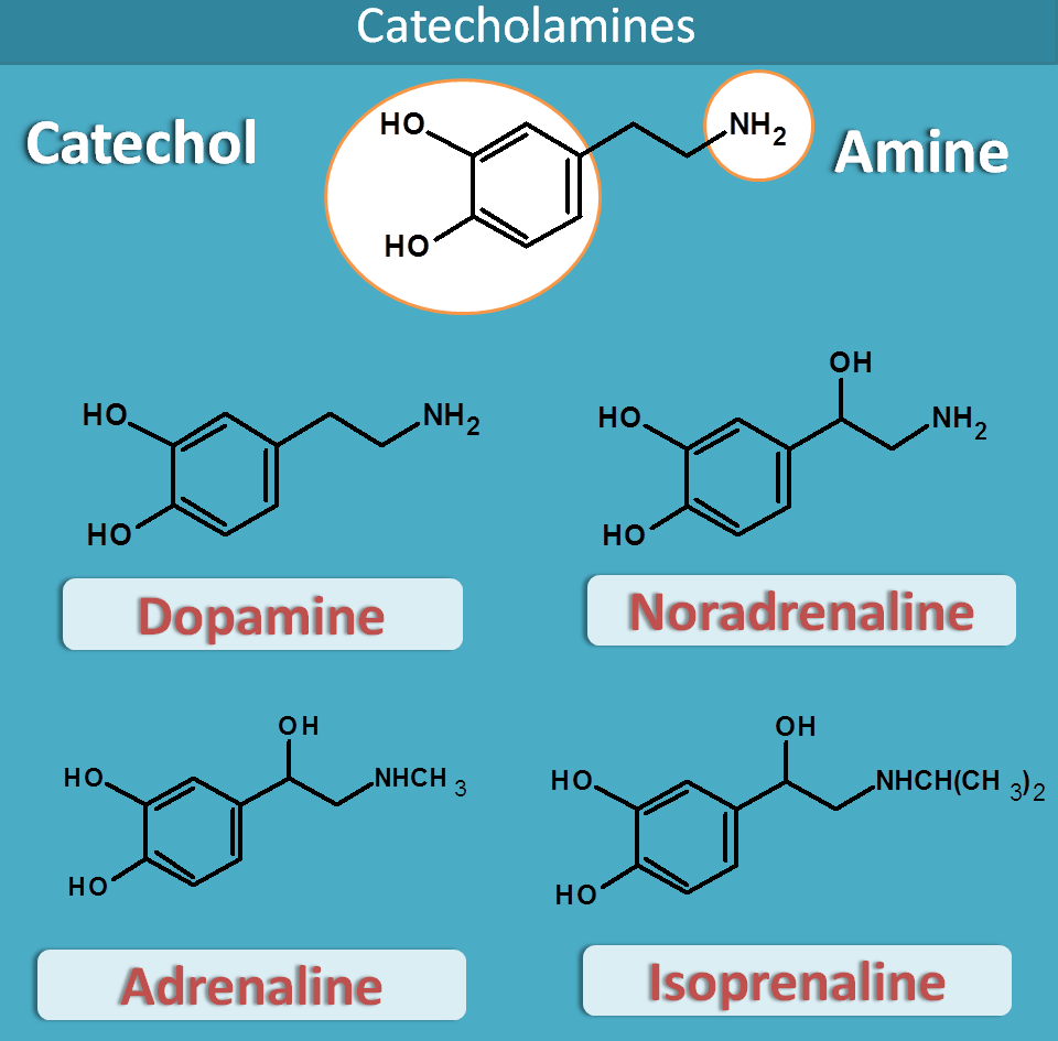 Synthesis Of Adrenergic Neurotransmitters Neuropedia