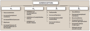 Figure-1 Major effects mediated by α- and β-adrenoceptors (1).