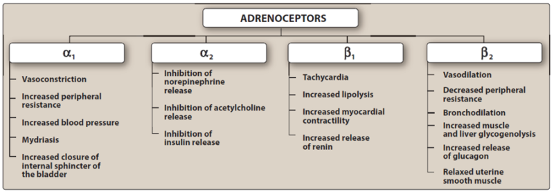 Adrenergic Antagonist - Neuropedia
