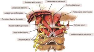 Anatomy of occipital nerve