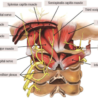 Anatomy of occipital nerve