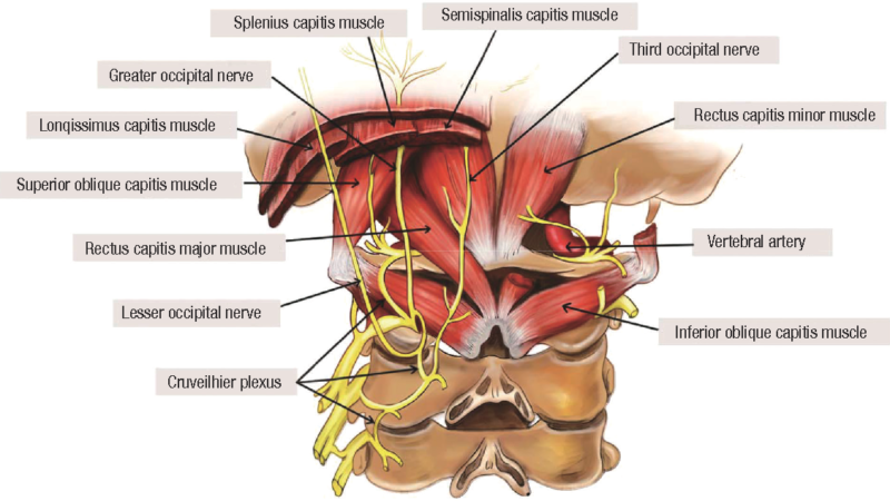 Anatomy of occipital nerve