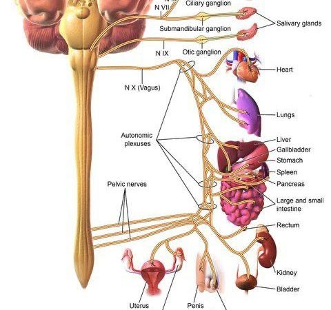 Vagus nerve stimulation
