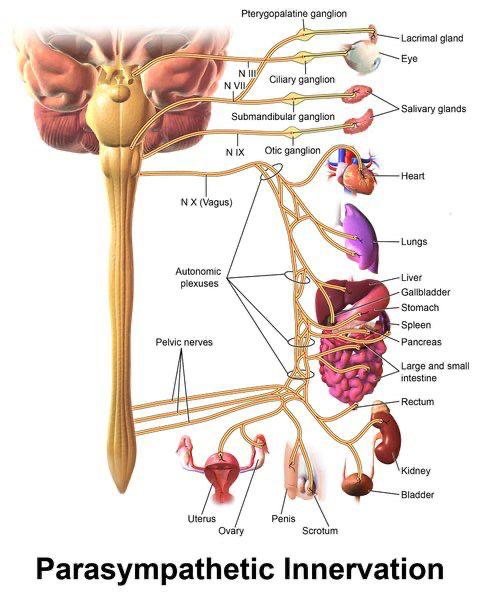 Vagus nerve stimulation