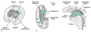 Figure 2, the ventricular system of the brain 2