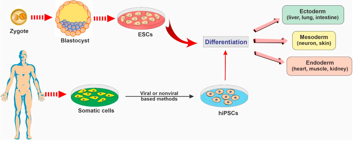 Representative diagram depicting the main types of stem cells and their potential to differentiate into various lineages.