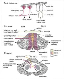Figure 2: Anatomical and functional organization of the cerebellum [8]