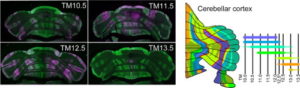 Figure 1: Striped distribution pattern of Purkinje cells of different birthdates in the mouse cerebellar cortex [6]