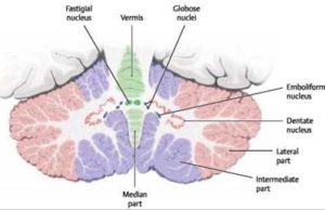 Figure 3: Nuclei of the cerebellum. [9]
