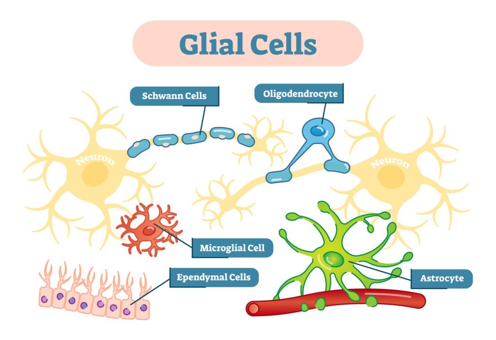 Figure 1: Glial Cells