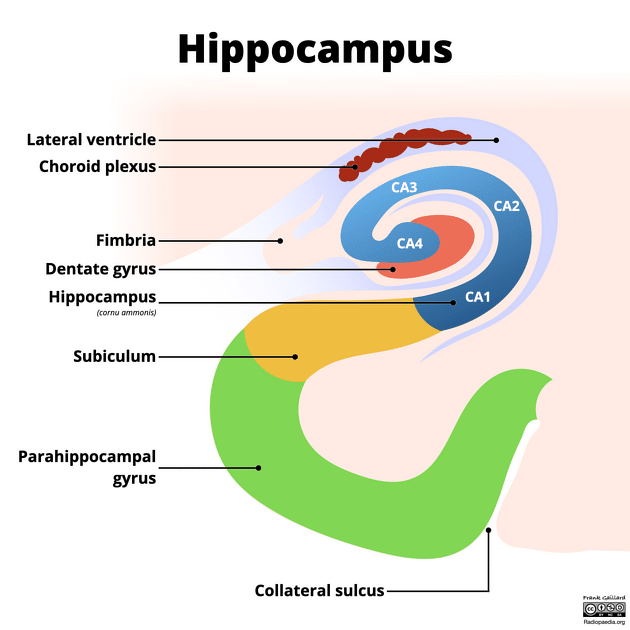 Hippocampus anatomy 