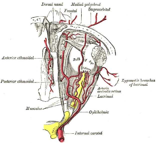 Figure 1: Blood supply of the orbit [1].