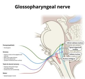 Figure 1: Anatomical distribution and innervation of the glossopharyngeal nerve