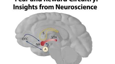 Fear and Reward Circuitry