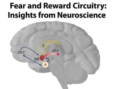 Fear and Reward Circuitry