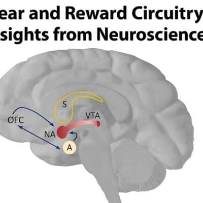 Fear and Reward Circuitry